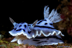 Chromodoris willani.
D300/Inon strobes/105mm by Richard Witmer 